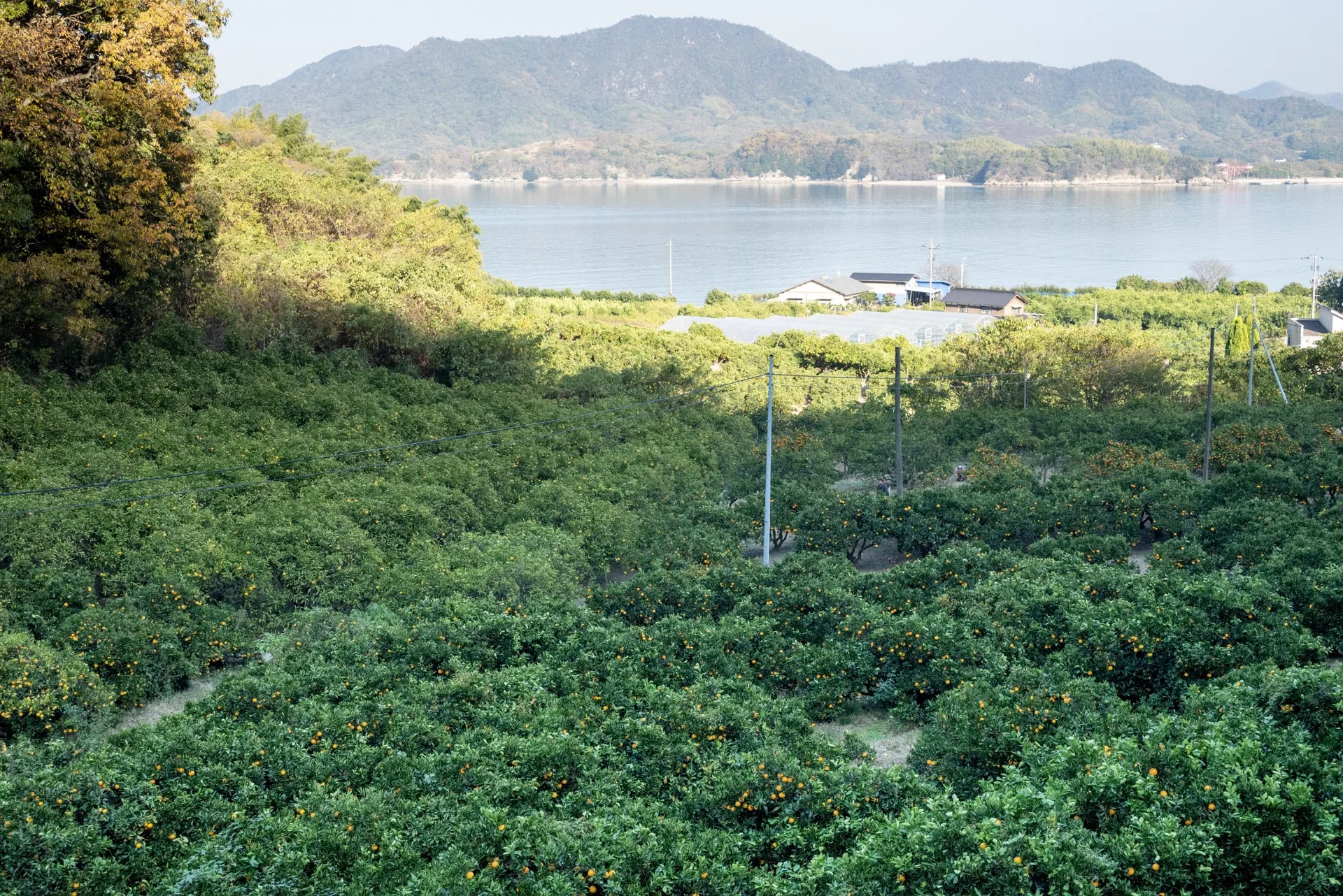 高根島の柑橘畑の向こうに瀬戸内海がひらける風景